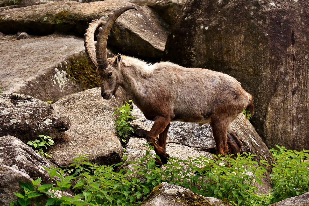 capricorn horns animal free photo