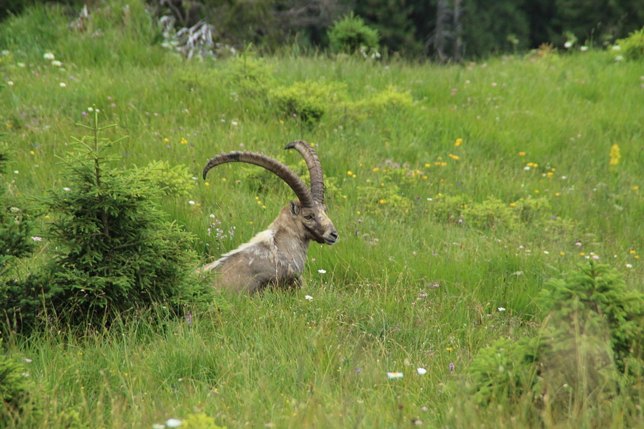 capricorn animal alpine free photo