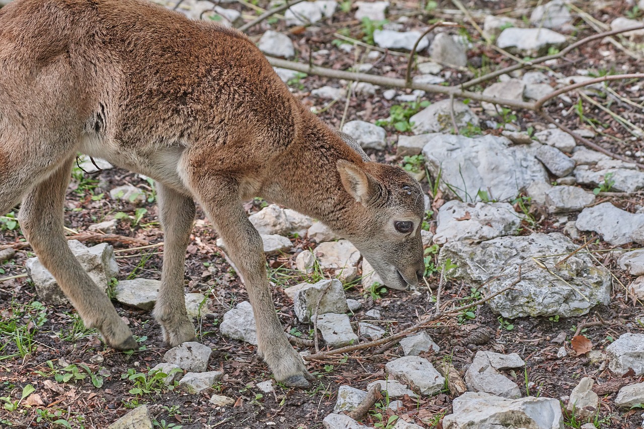 capricorn  young animal  alpine free photo