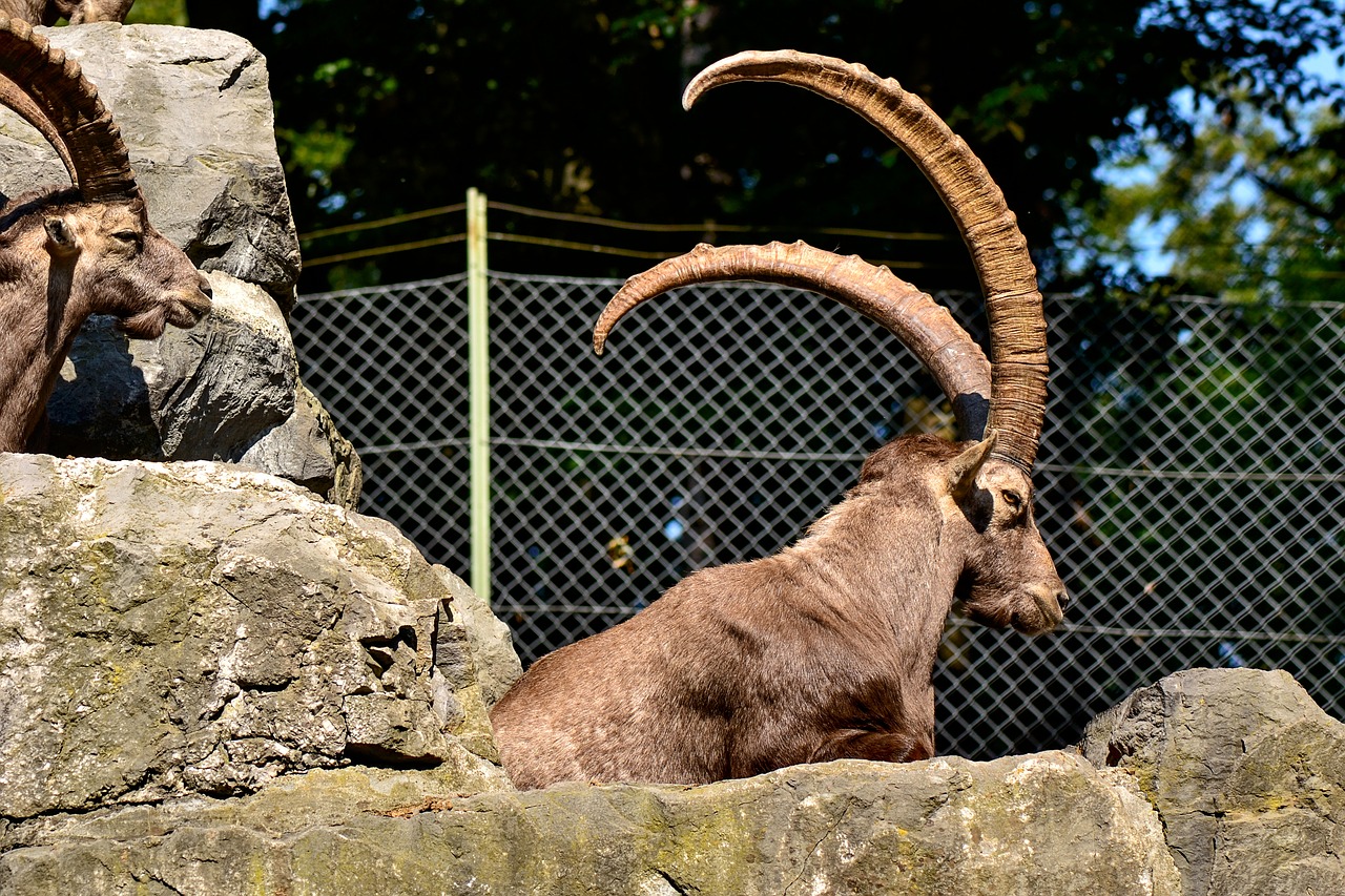 capricorn  enclosure  wild animal free photo