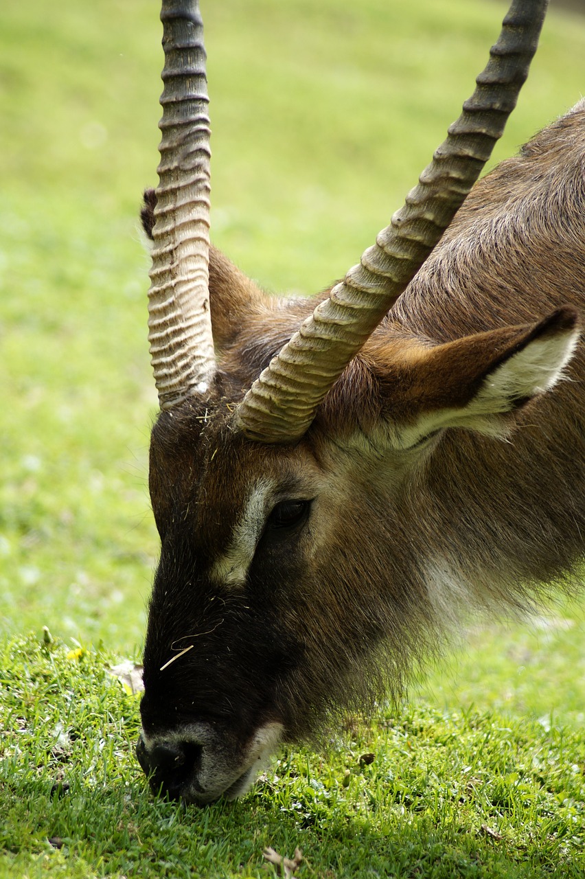 capricorn  animal  horn free photo