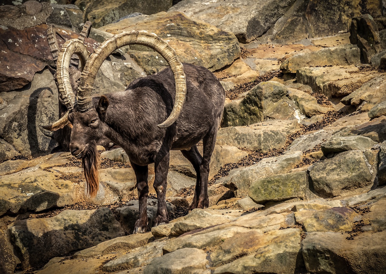 capricorn  rock  animal free photo