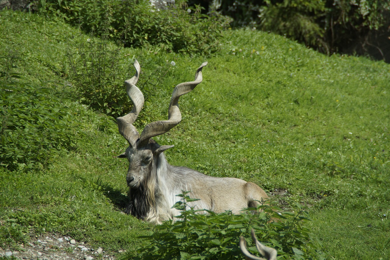 capricorn alpine ibex alpine free photo