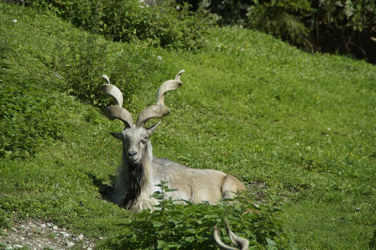 capricorn alpine ibex alpine free photo