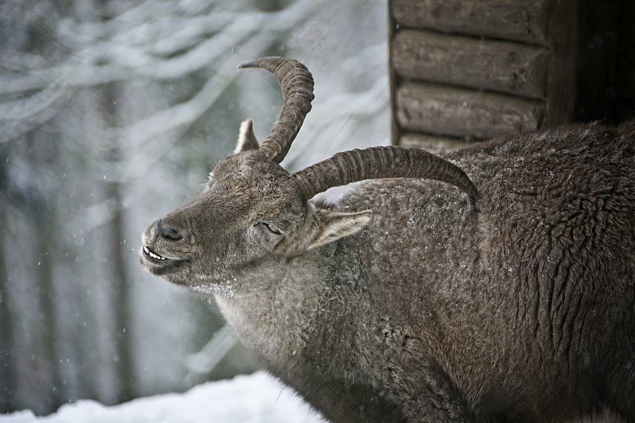 capricorn fur winter time free photo