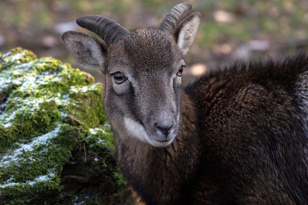 capricorn wild animals free photo