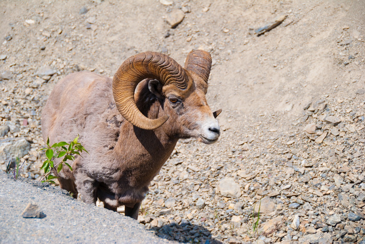 capricorn nature canada free photo