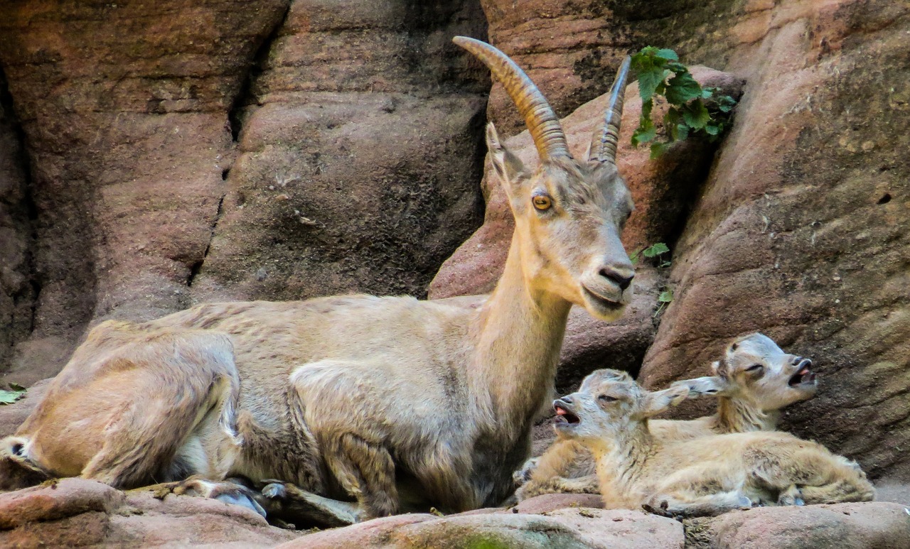 capricorn mountains boy free photo