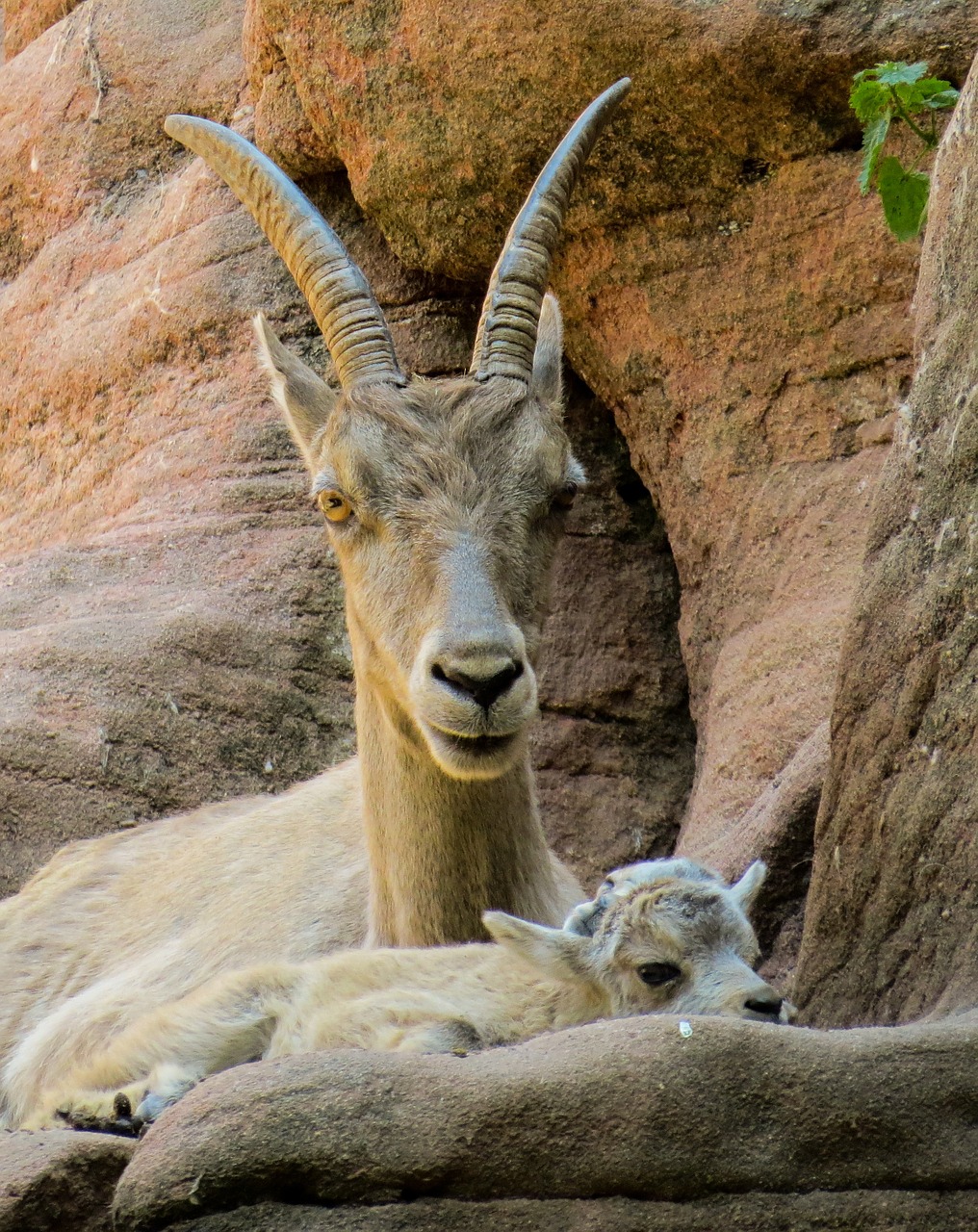 capricorn mountains boy free photo