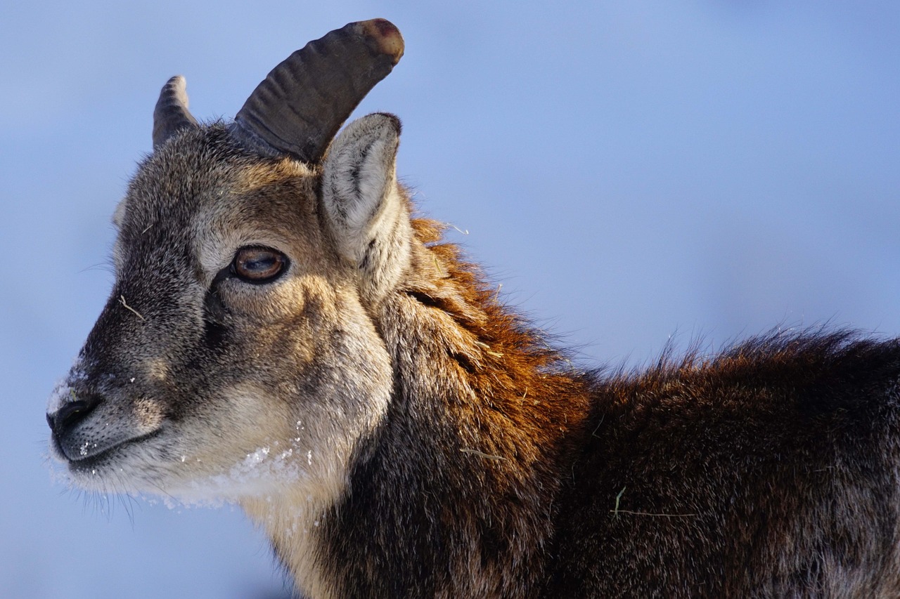 capricorn young animal alpine free photo