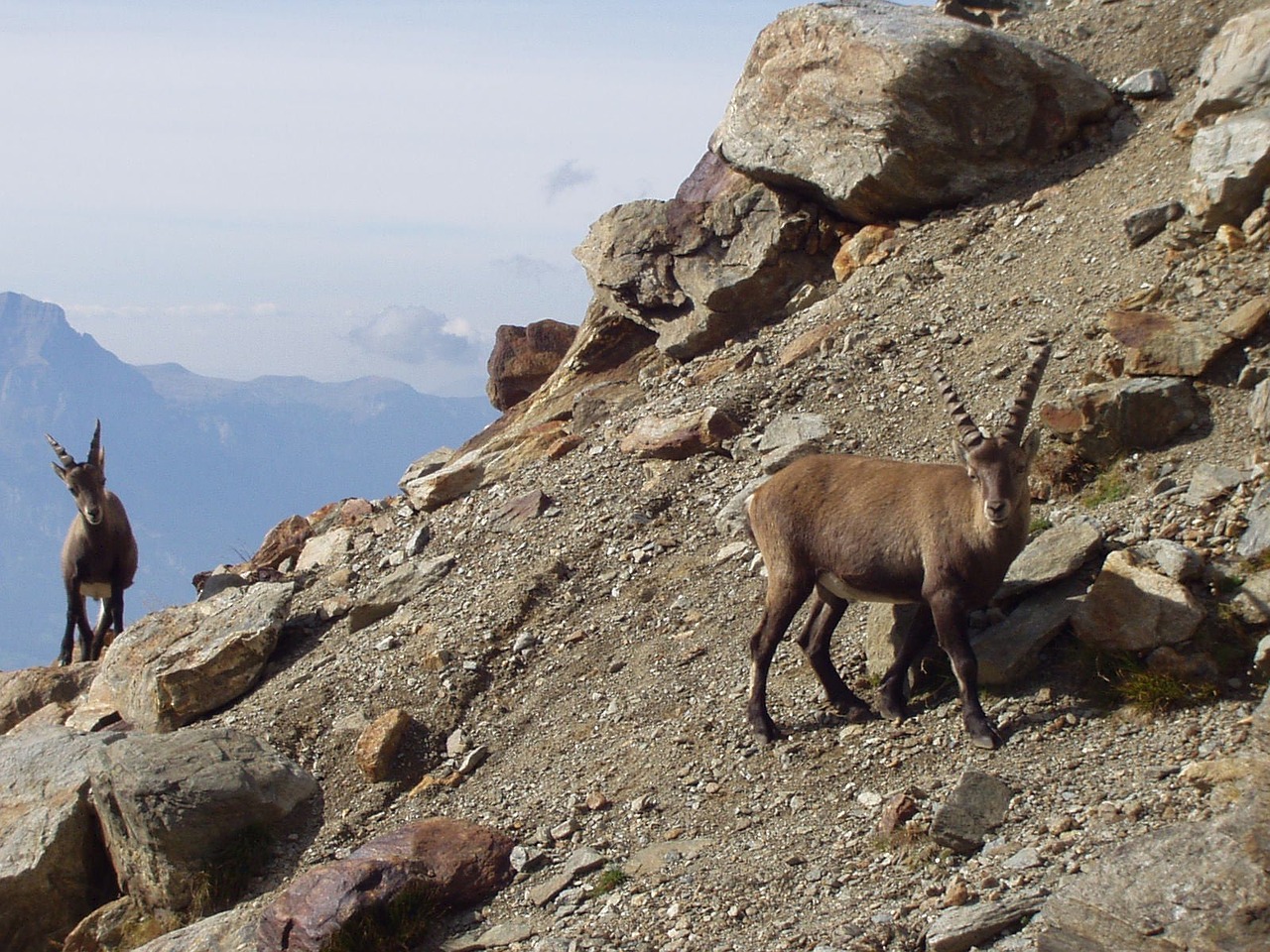 capricorn ibex mountains free photo