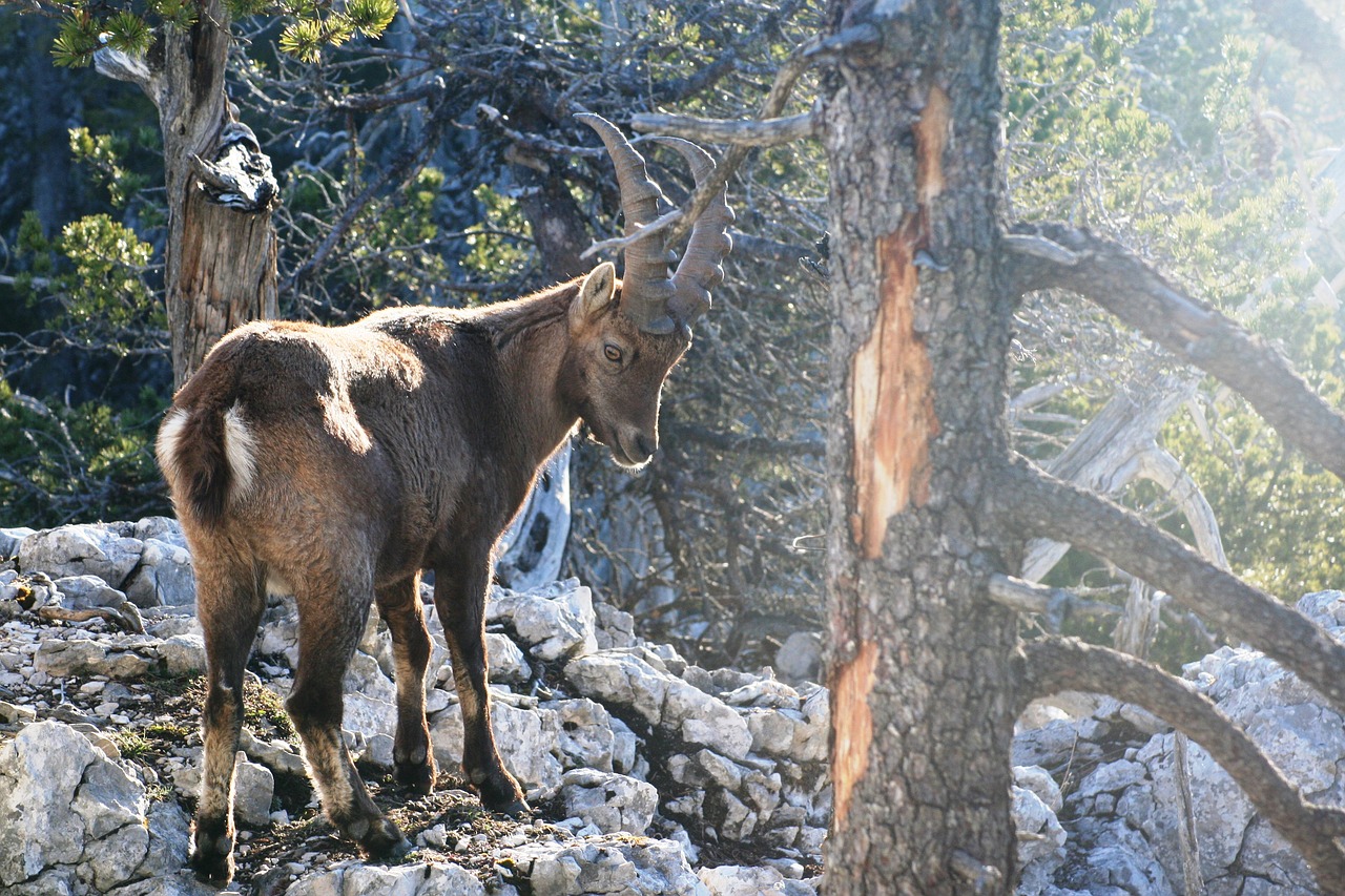 capricorn alpine ibex  ruminant  bovide free photo