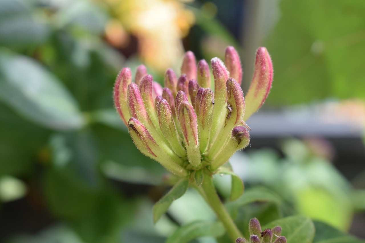 caprifol bud climbing plant free photo