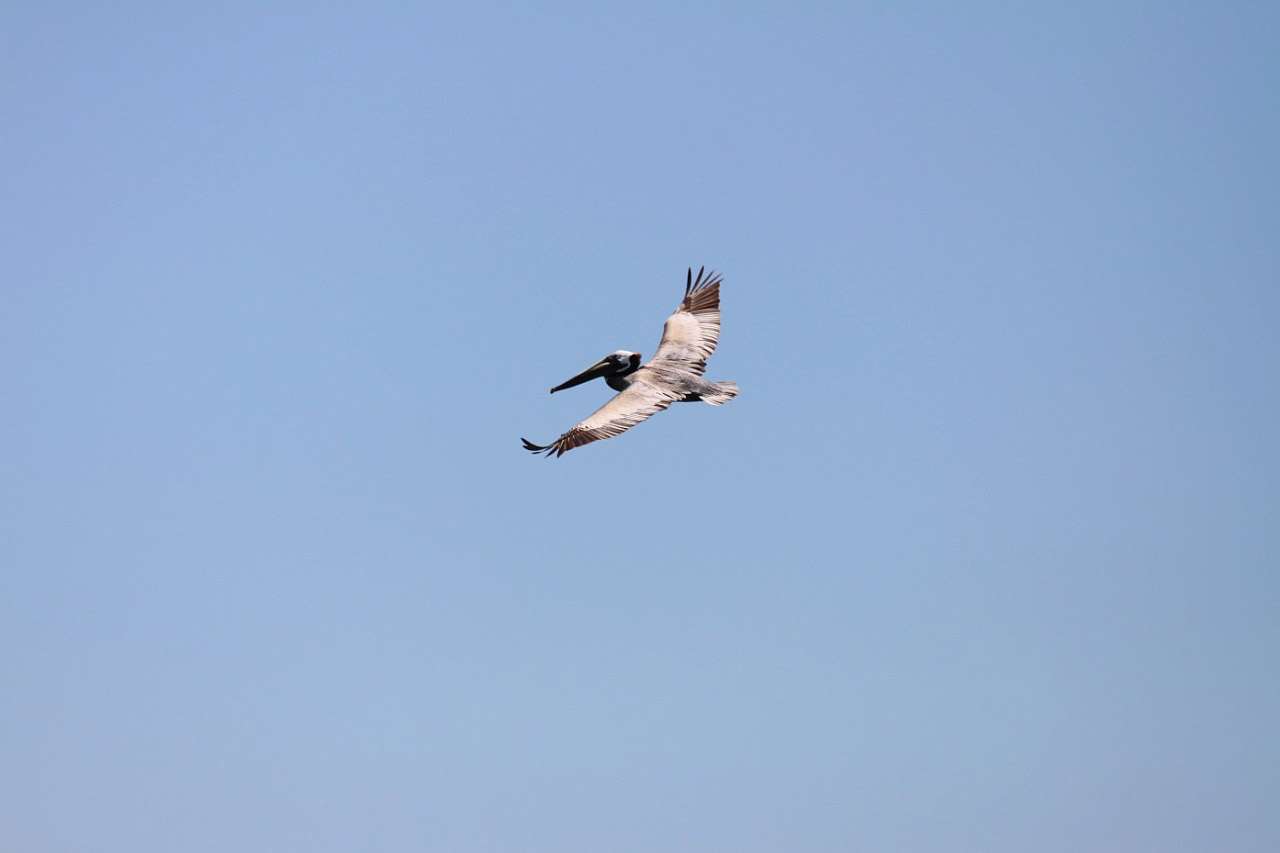 bird animal pelican free photo