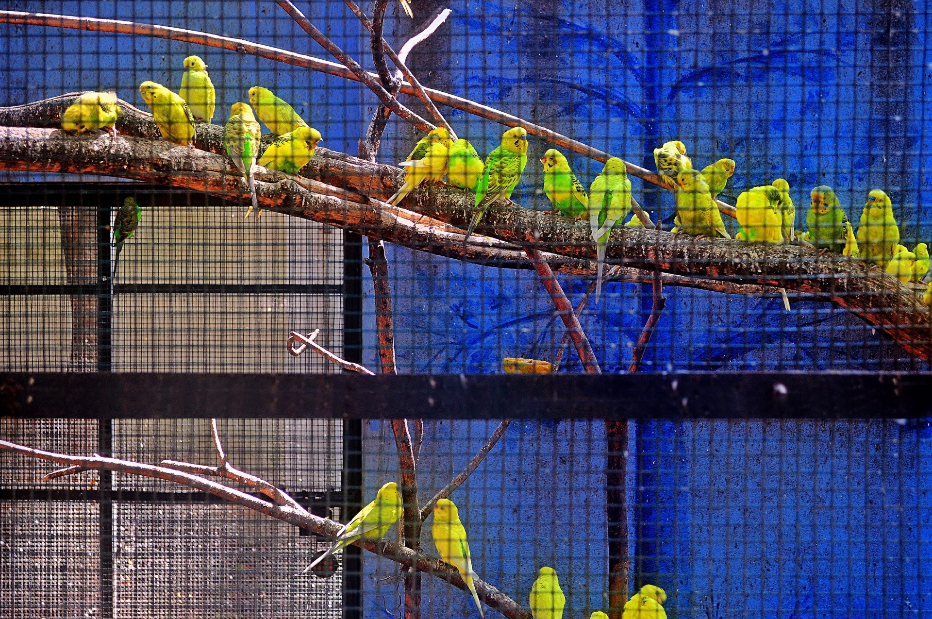 bird parakeet parrot free photo