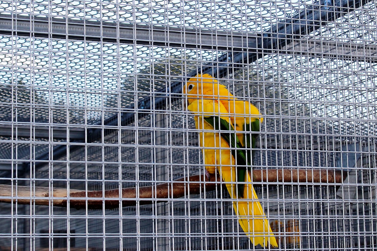 captivity cage bird cage free photo