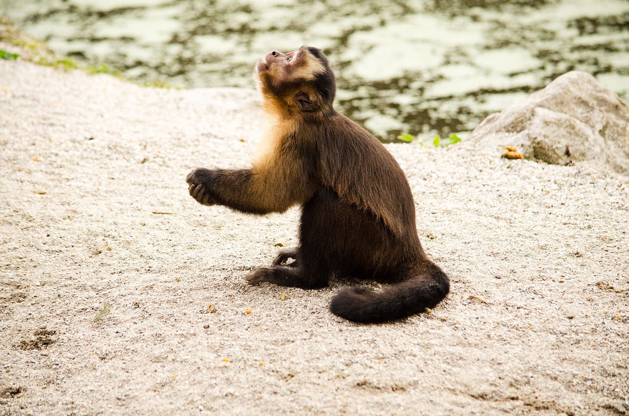 capuchin monkey zoo free photo