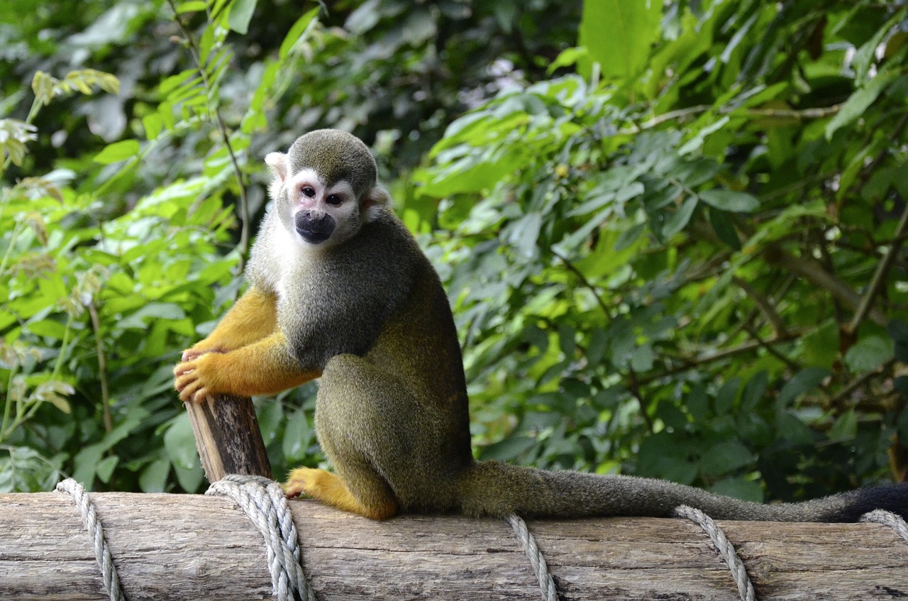 capuchin monkey herr nilson free photo