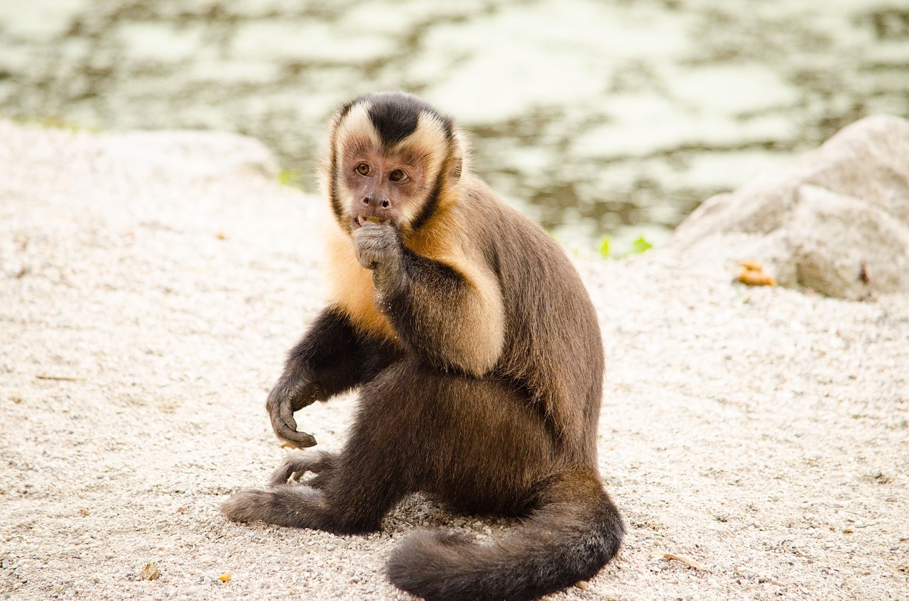 capuchin monkey äffchen free photo