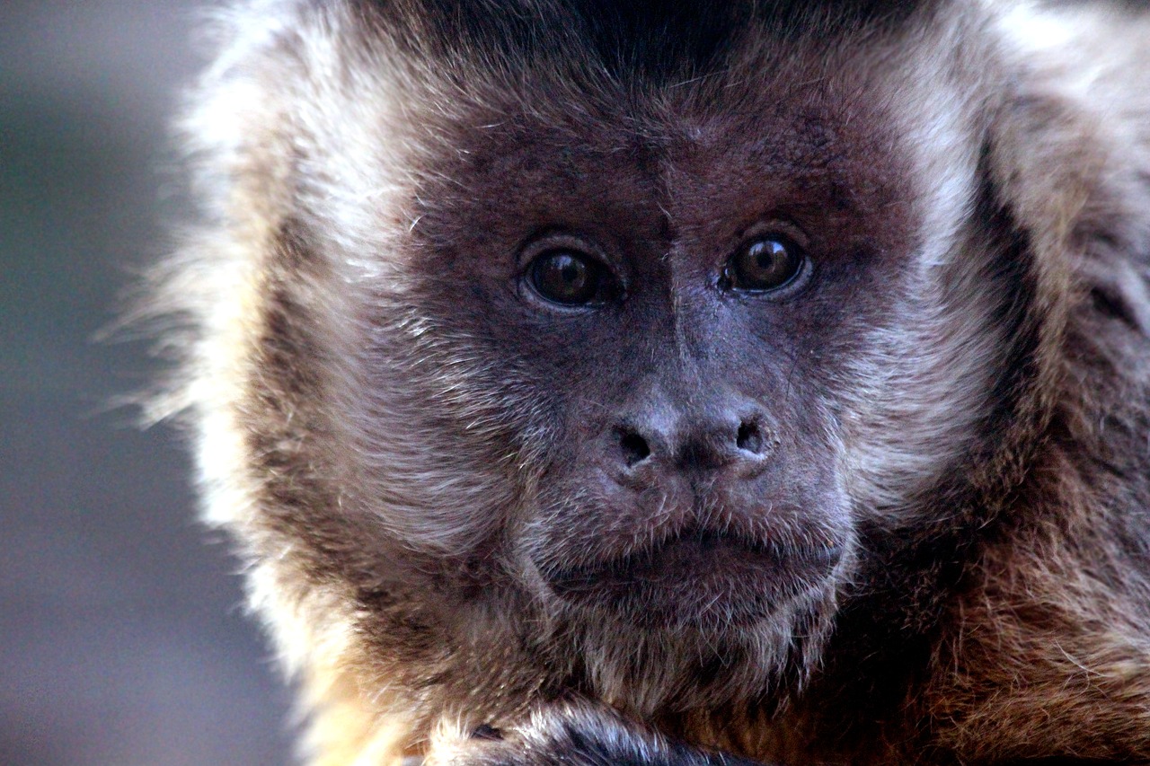 capuchin  primacy  monkey free photo