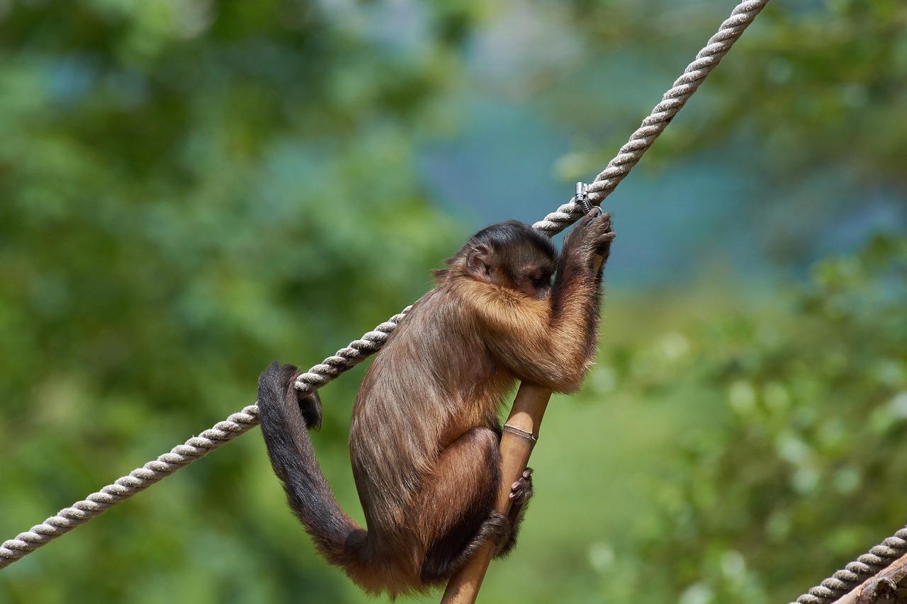 capuchin  monkey  rope free photo