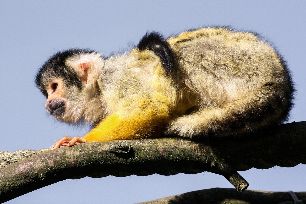 capuchin animal monkey free photo