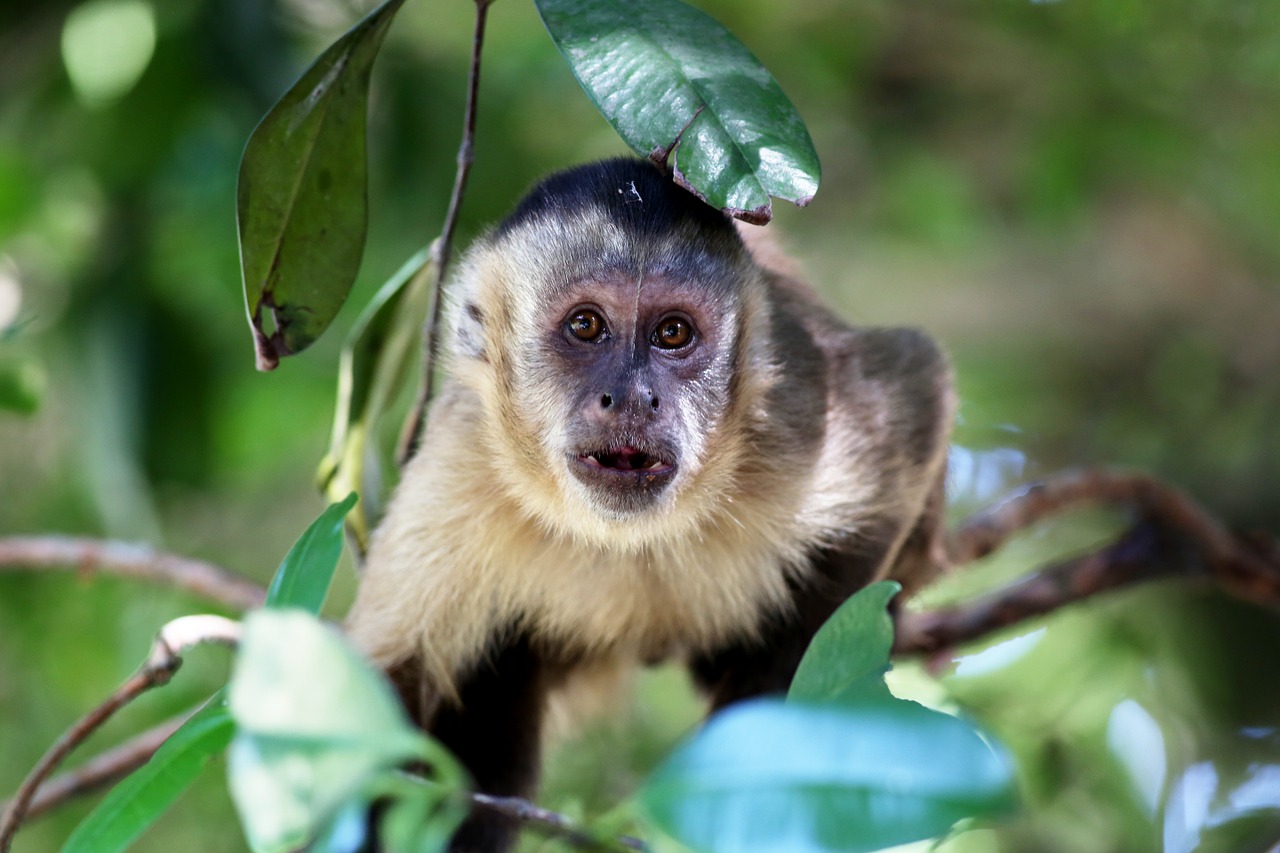 capuchin monkey looking habitat free photo