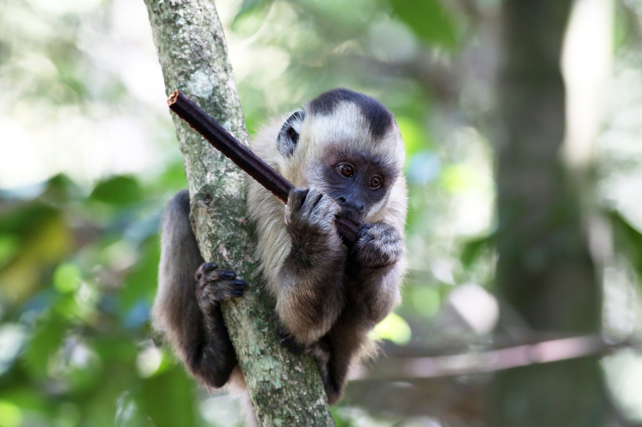 capuchin monkey feeding primate free photo