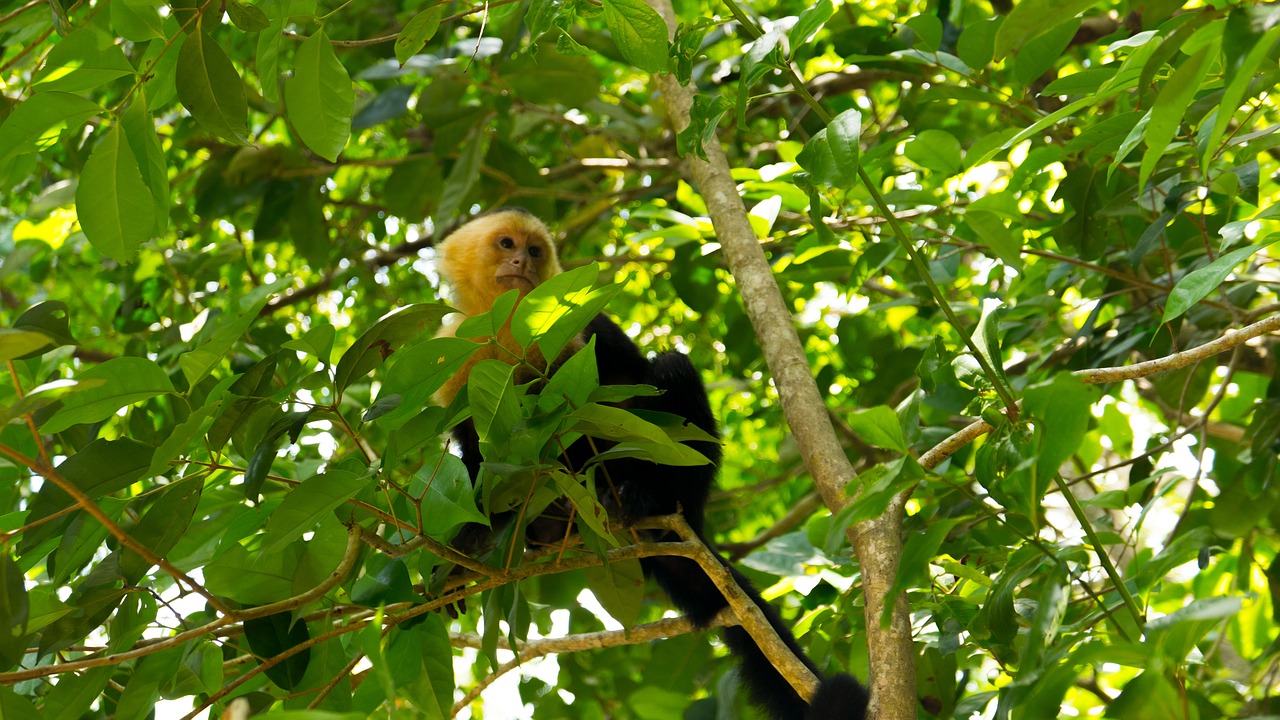 capuchin monkey costa rica manuel antonio free photo