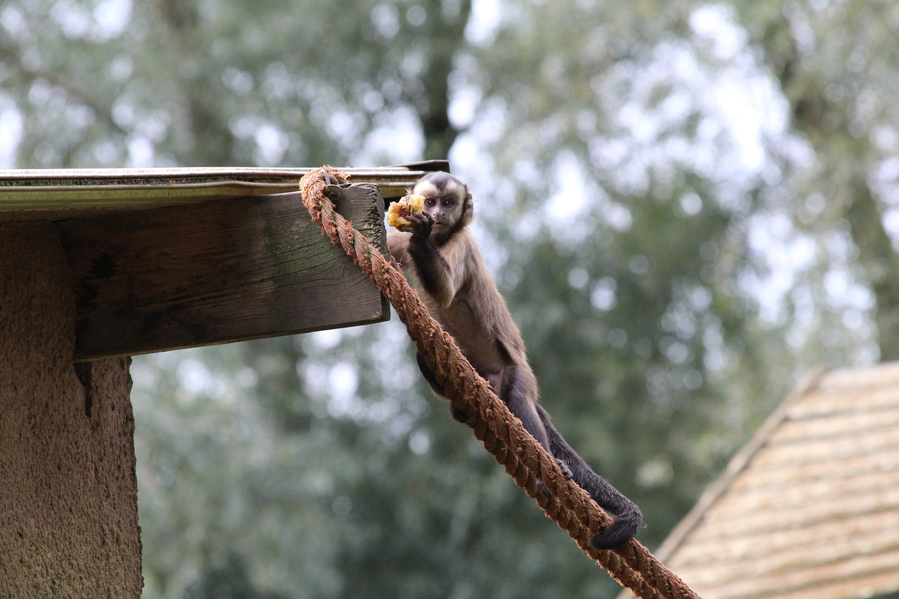 capuchin monkey zoo mammal free photo