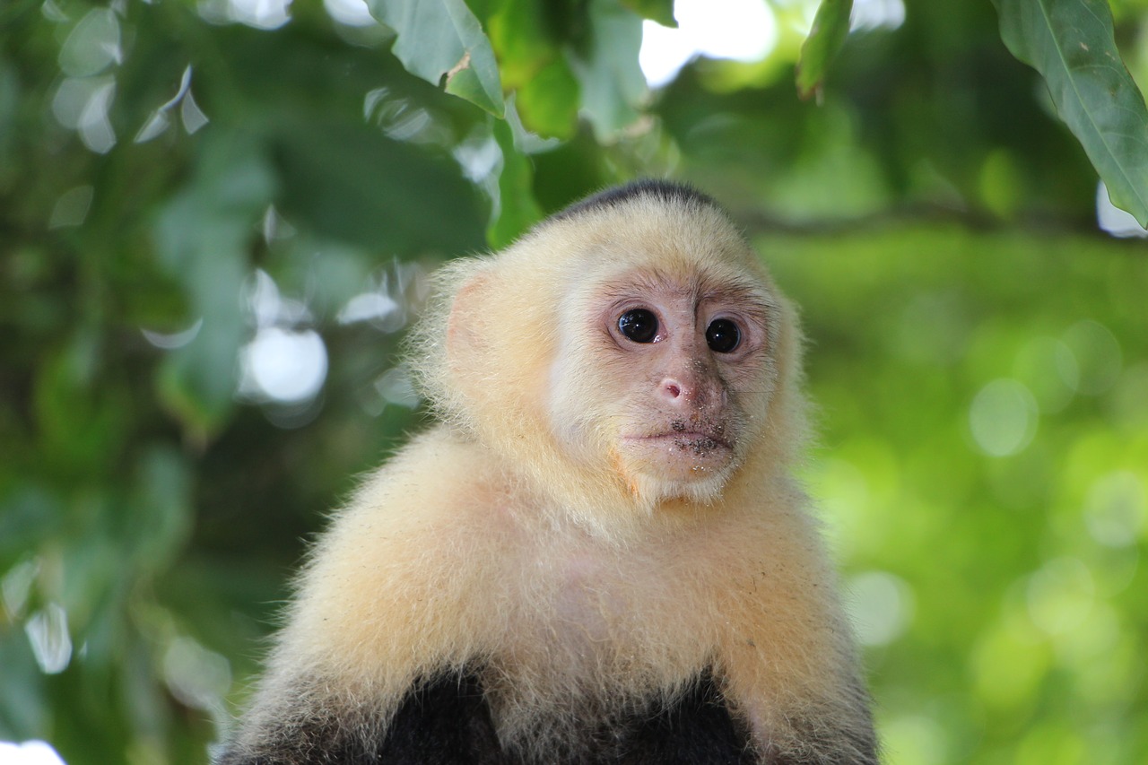 capuchin monkey äffchen monkey free photo