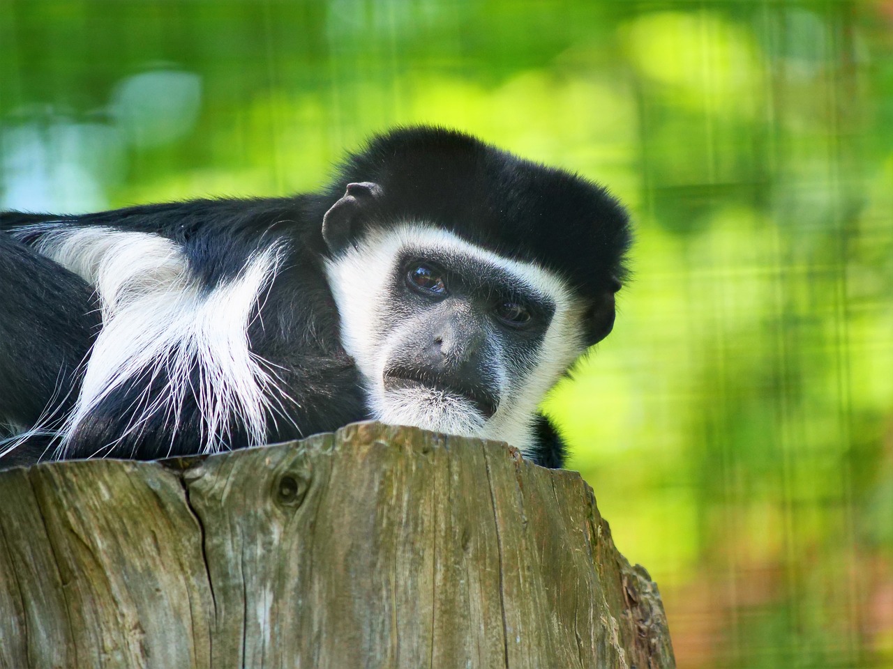 capuchin monkey  monkey  capuchin free photo