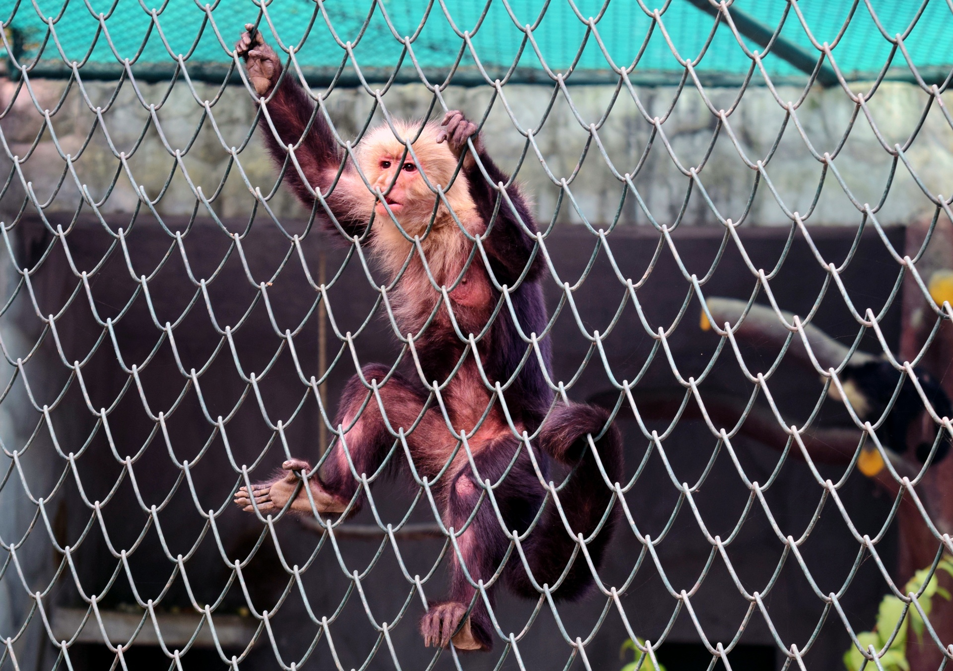 monkey creature animal free photo