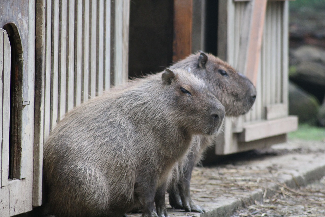 capybara south america zoo free photo