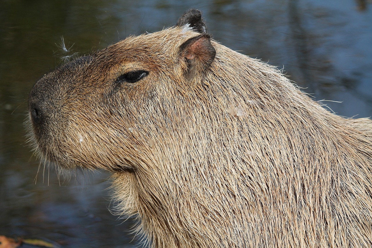 capybara animal mammal free photo