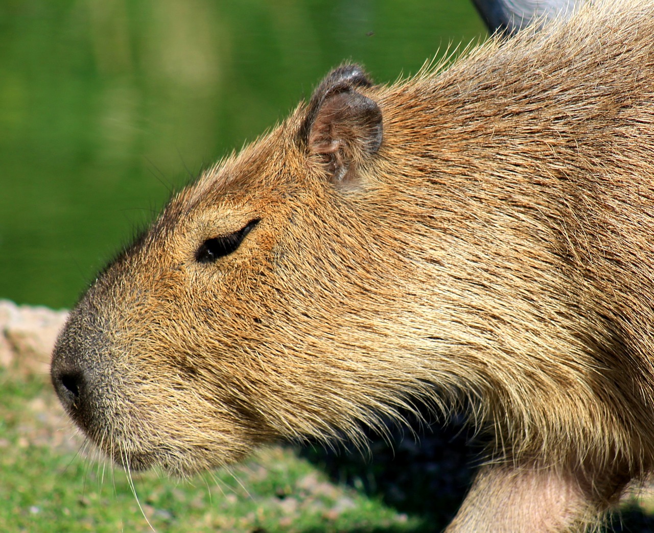 capybara rodent zoo free photo