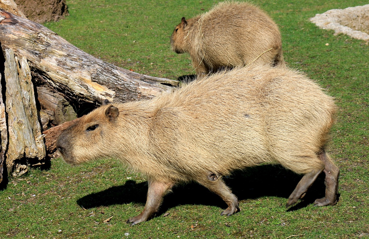 capybara rodent zoo free photo