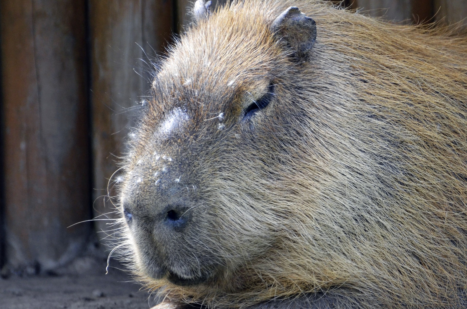 capybara venezuela aquatic free photo