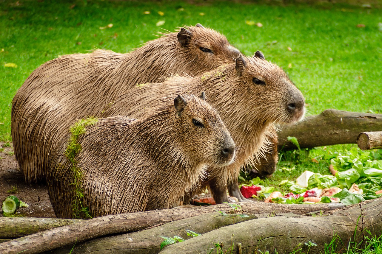 capybara group eat free photo