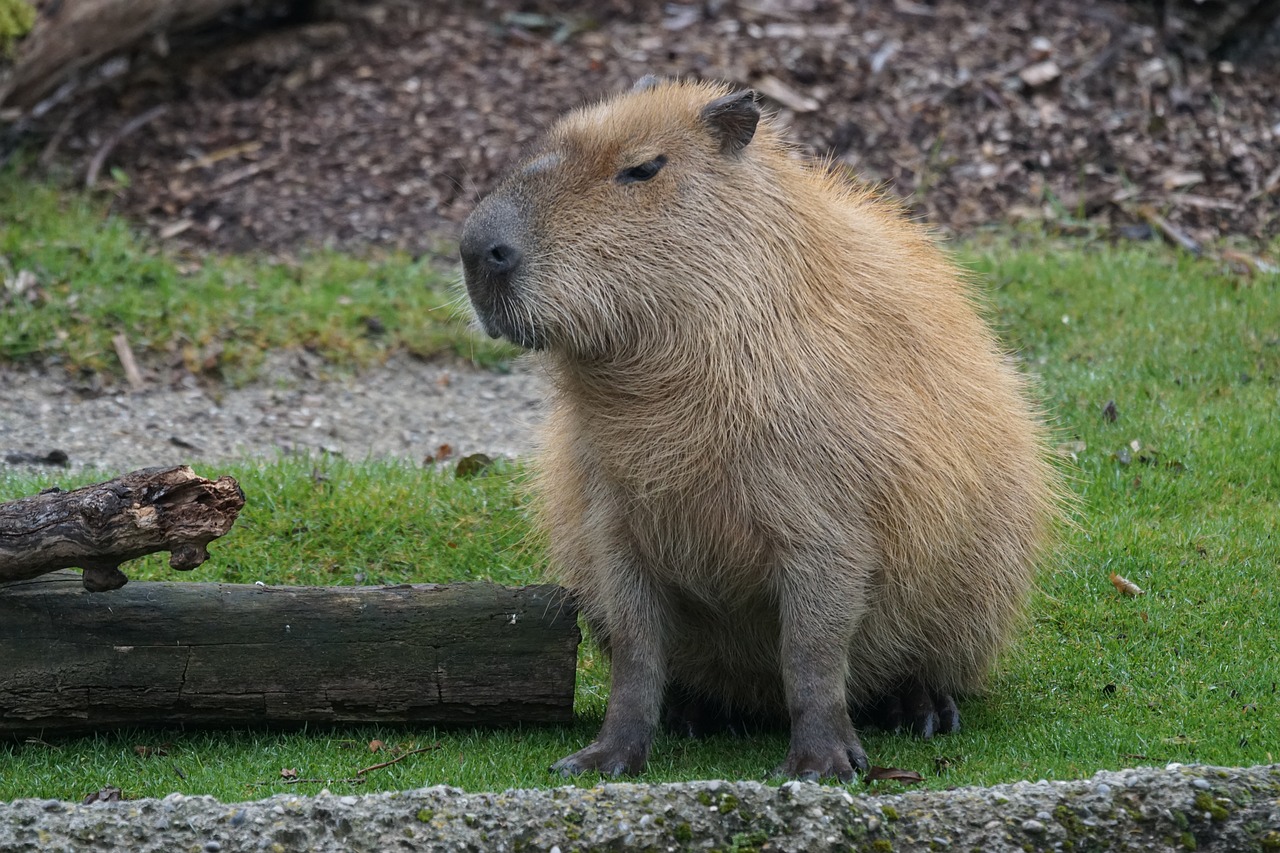 capybara rodent herbivores free photo