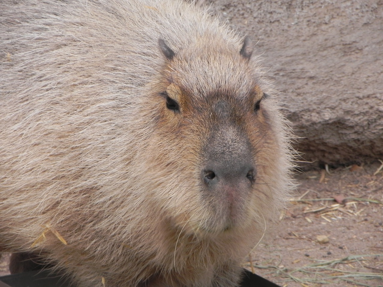 capybara rodent albuquerque zoo free photo
