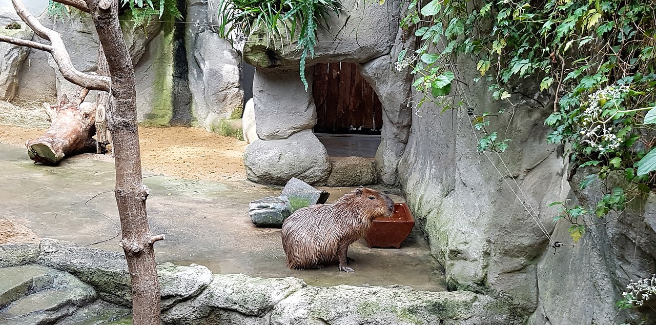 capybara zoo familienzoo free photo