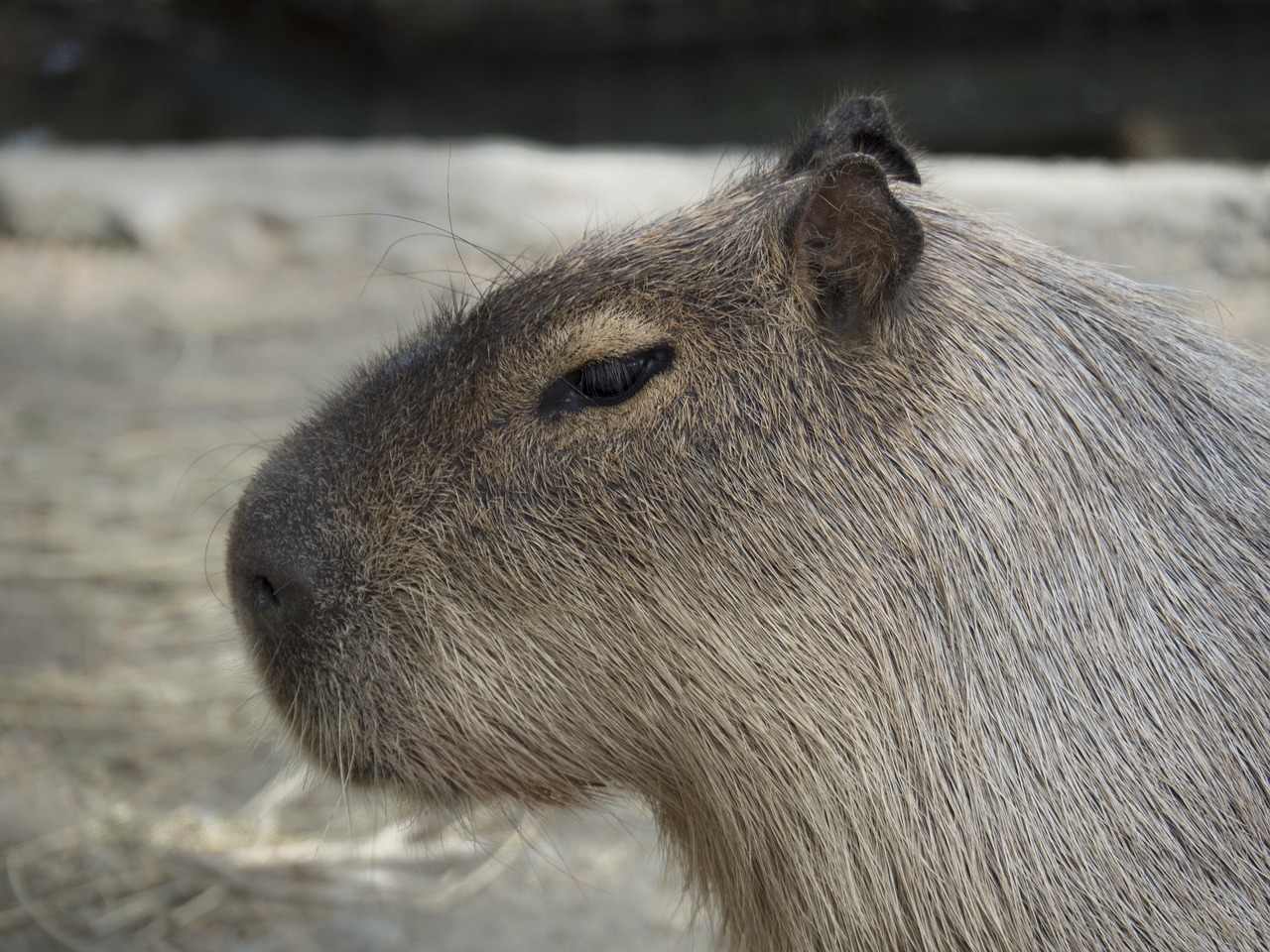 capybara rodent giant rodent free photo