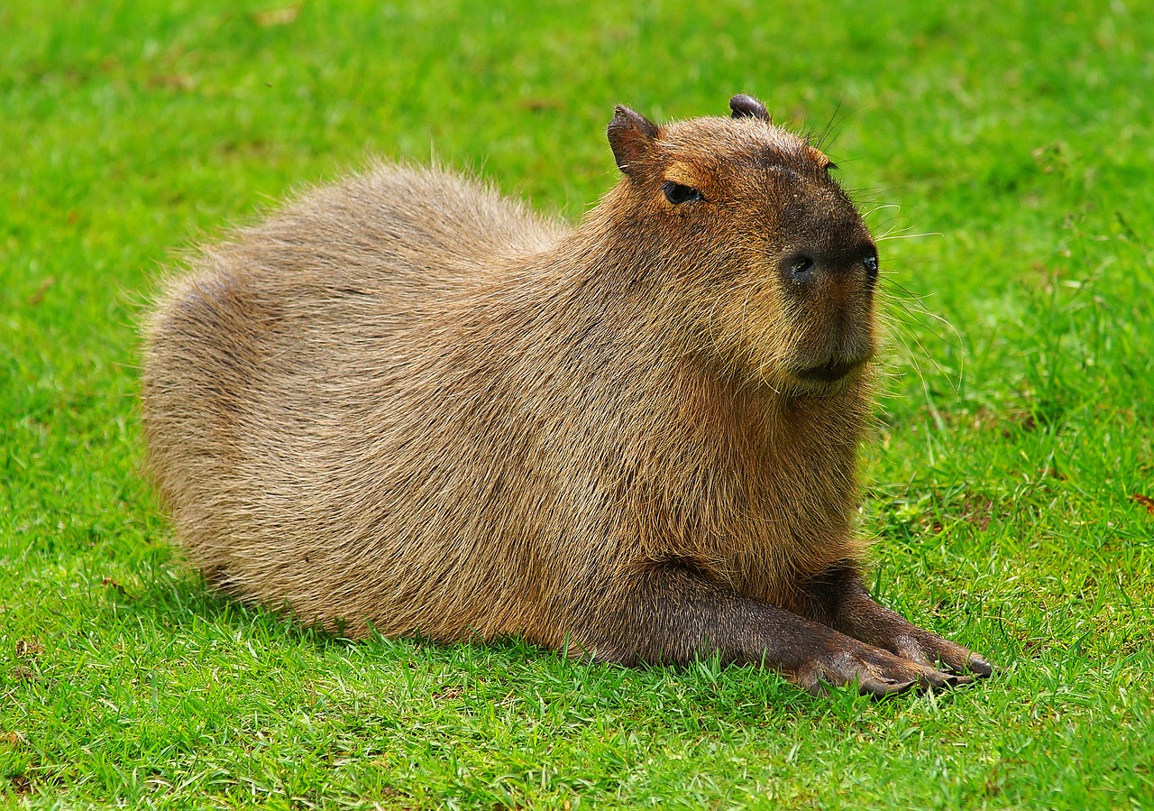 capybara rodent guinea pig free photo