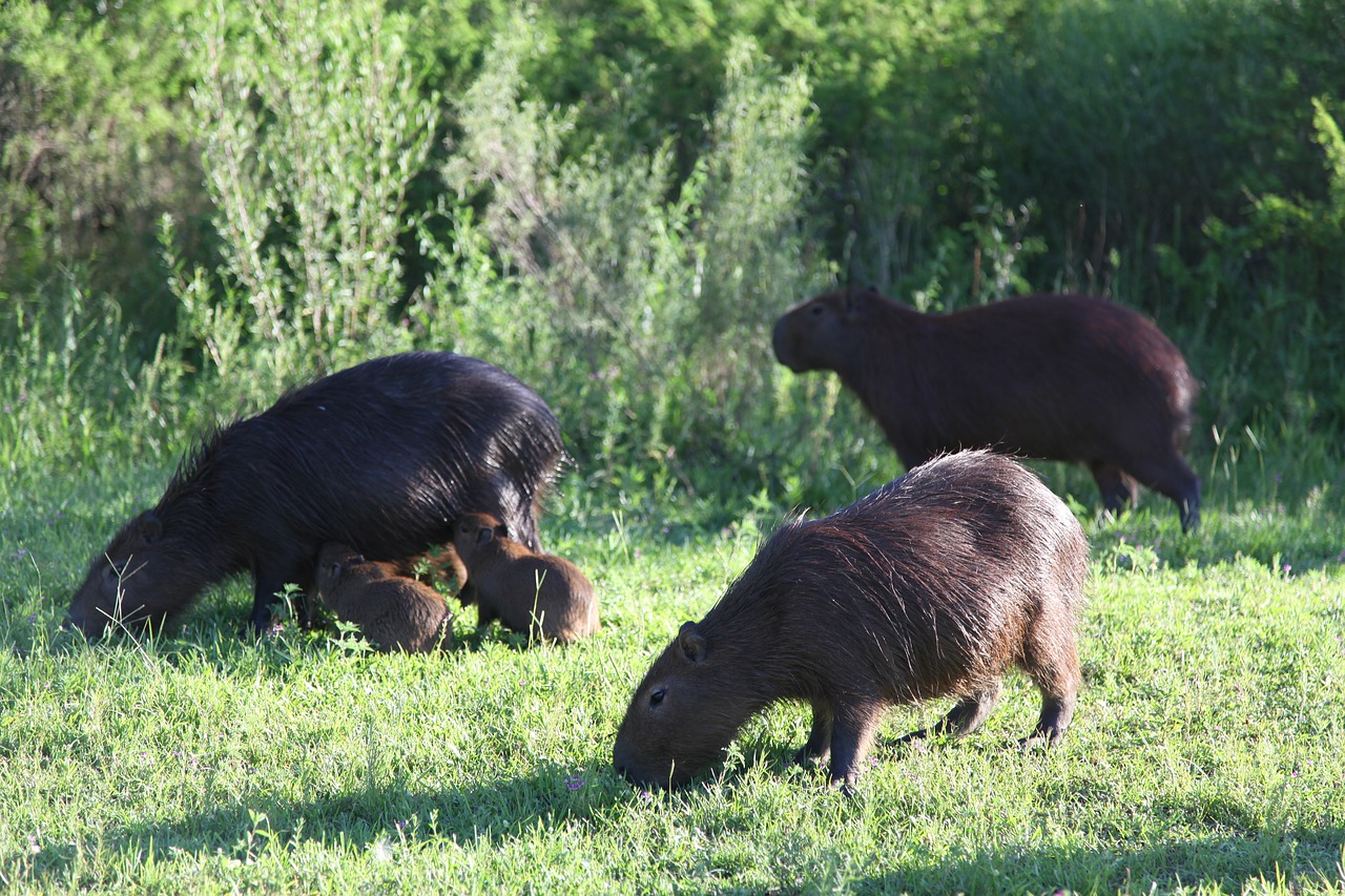 capybara wild life animals argentine free photo