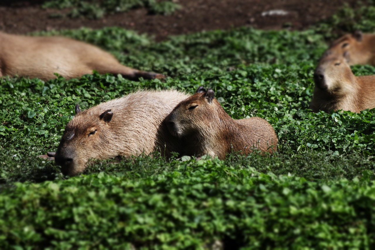 capybara rodent chigüire free photo