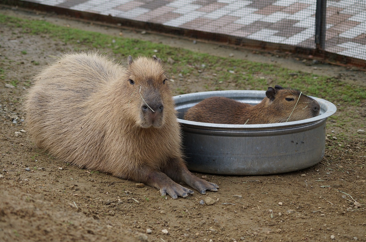 capybara harvest hills my free photo