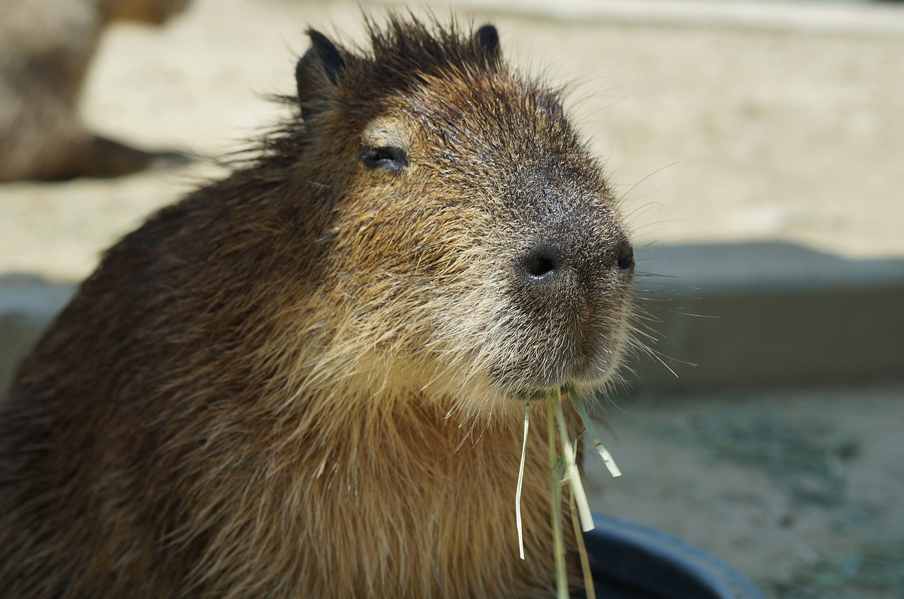 capybara harvest hills my free photo