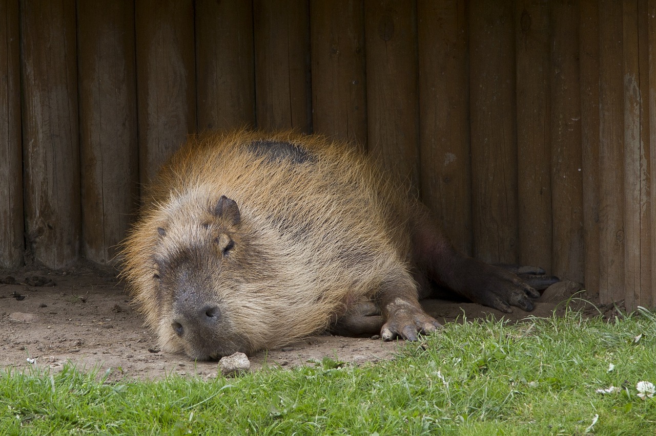 capybara rodent wildlife free photo