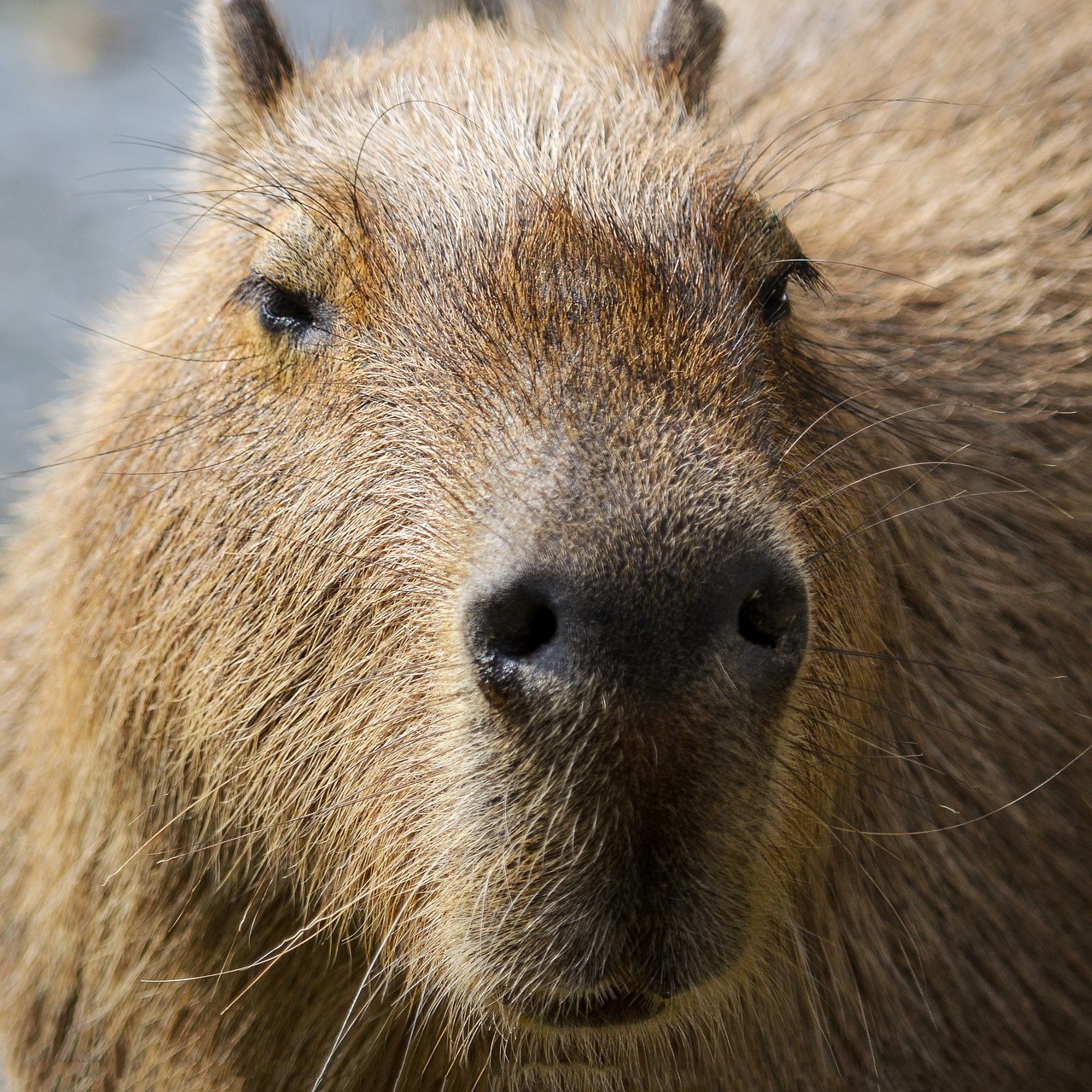 capybara south america portrait free photo